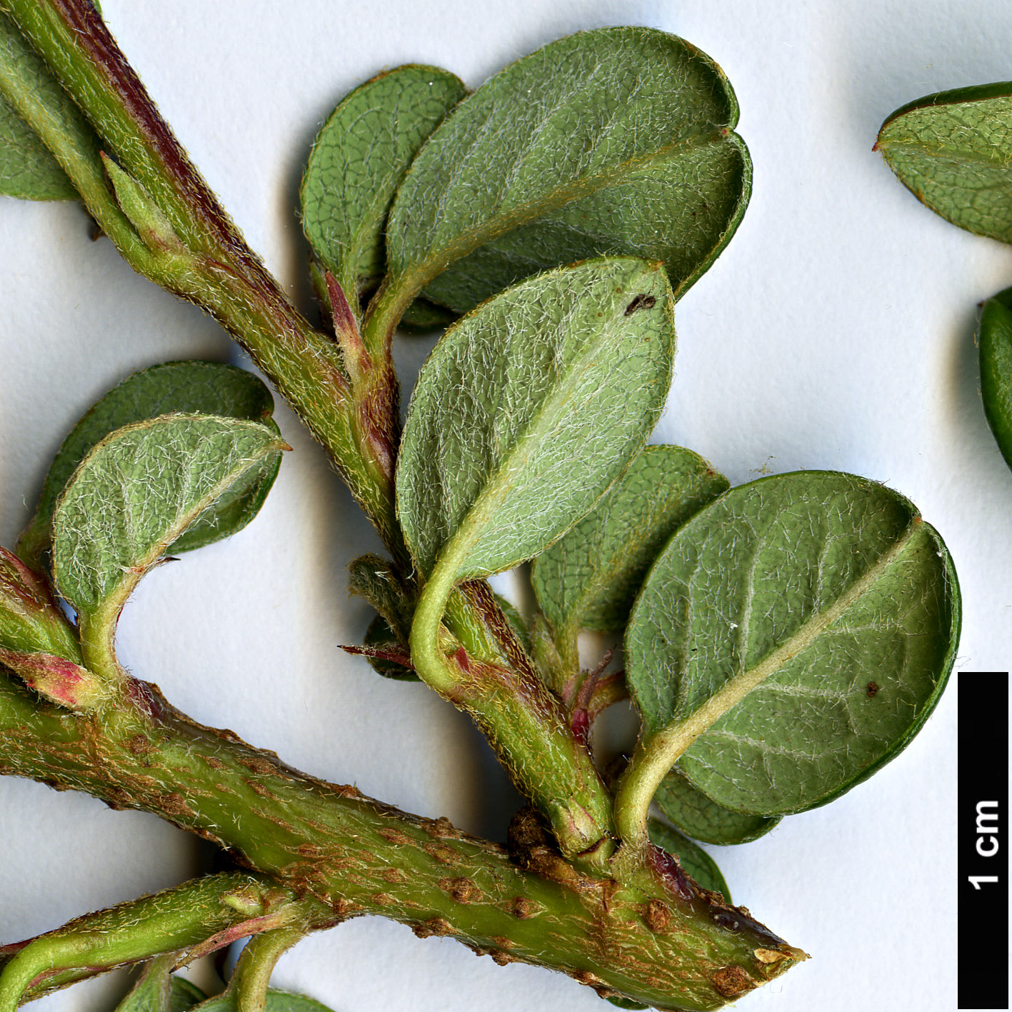 High resolution image: Family: Rosaceae - Genus: Cotoneaster - Taxon: melanotrichus